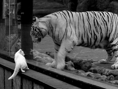 中国篮协举办“篮球公益推广月”，全民参与热情高涨，篮球公益广告语